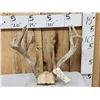 Image 1 : Main Frame 4x5 Whitetail Antlers On Skull Plate