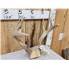 Image 3 : Main Frame 4x5 Whitetail Antlers On Skull Plate