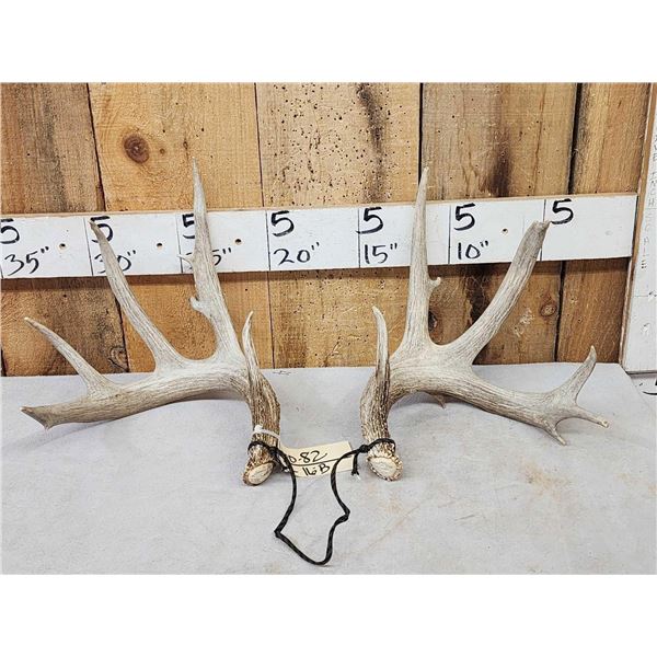 Set Of 5x5 Whitetail Shed Antlers