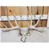 Image 1 : Set Of 5x5 Whitetail Shed Antlers