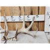 Image 2 : Set Of 5x5 Whitetail Shed Antlers