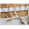 Image 3 : Set Of 5x5 Whitetail Shed Antlers
