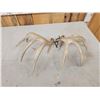 Image 4 : Set Of 5x5 Whitetail Shed Antlers