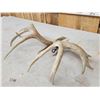 Image 5 : Set Of 5x5 Whitetail Shed Antlers