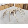 Image 6 : Set Of 5x5 Whitetail Shed Antlers