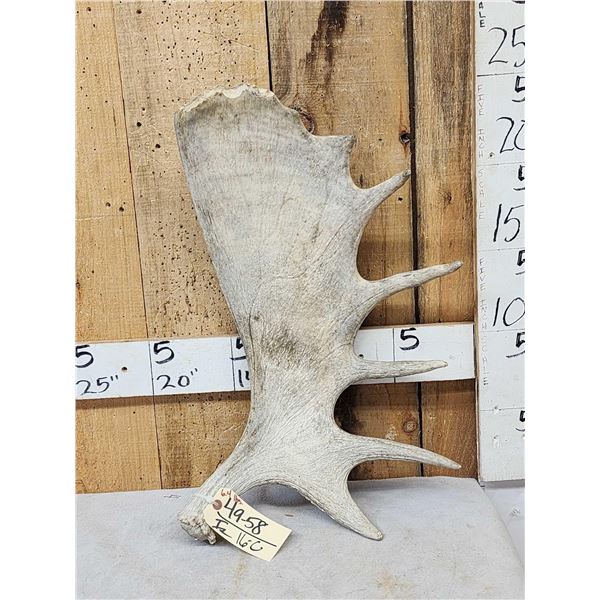 6.4 Lbs Moose Shed Antler
