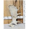 Image 1 : 6.4 Lbs Moose Shed Antler