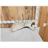 Image 2 : 6.4 Lbs Moose Shed Antler