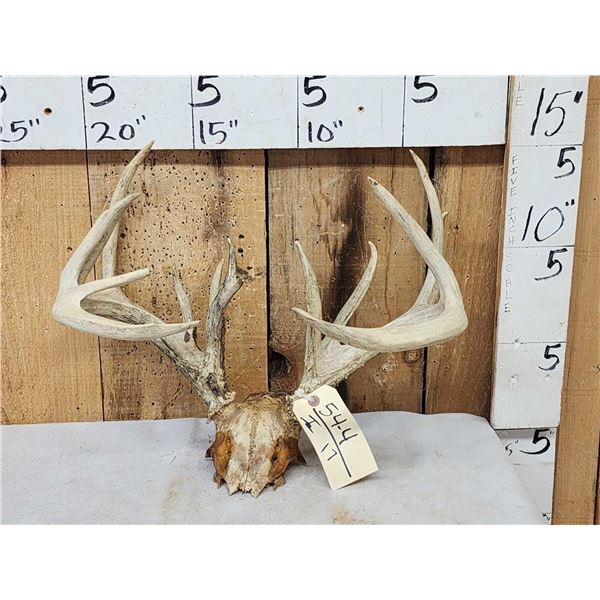 Cool Nontypical Whitetail Antlers On Skull Plate