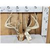 Image 1 : Cool Nontypical Whitetail Antlers On Skull Plate