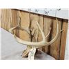 Image 2 : Cool Nontypical Whitetail Antlers On Skull Plate