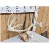 Image 3 : Cool Nontypical Whitetail Antlers On Skull Plate