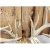 Image 4 : Cool Nontypical Whitetail Antlers On Skull Plate