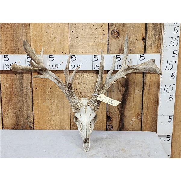 Heavy Mass Nontypical Whitetail Antlers On Skull