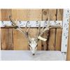 Image 1 : Heavy Mass Nontypical Whitetail Antlers On Skull