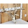 Image 2 : Heavy Mass Nontypical Whitetail Antlers On Skull