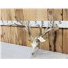 Image 3 : Heavy Mass Nontypical Whitetail Antlers On Skull