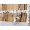 Image 4 : Heavy Mass Nontypical Whitetail Antlers On Skull