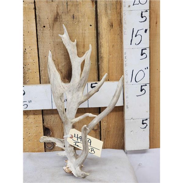 Crazy Clustered Nontypical Whitetail Shed Antler