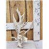 Image 1 : Crazy Clustered Nontypical Whitetail Shed Antler