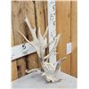 Image 2 : Crazy Clustered Nontypical Whitetail Shed Antler