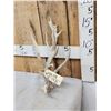 Image 3 : Crazy Clustered Nontypical Whitetail Shed Antler