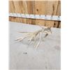 Image 5 : Crazy Clustered Nontypical Whitetail Shed Antler