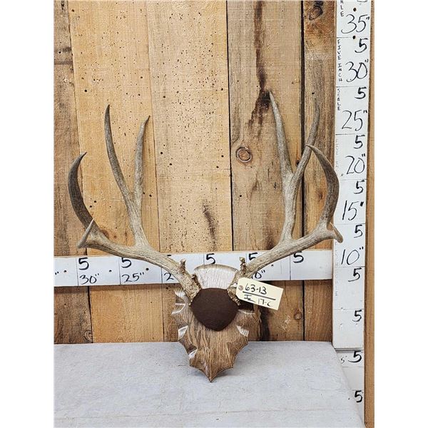 Big 5x5 Mule Deer Antlers On Plaque