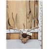 Image 1 : Big 5x5 Mule Deer Antlers On Plaque