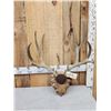 Image 2 : Big 5x5 Mule Deer Antlers On Plaque