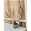 Image 3 : Big 5x5 Mule Deer Antlers On Plaque