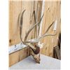 Image 4 : Big 5x5 Mule Deer Antlers On Plaque
