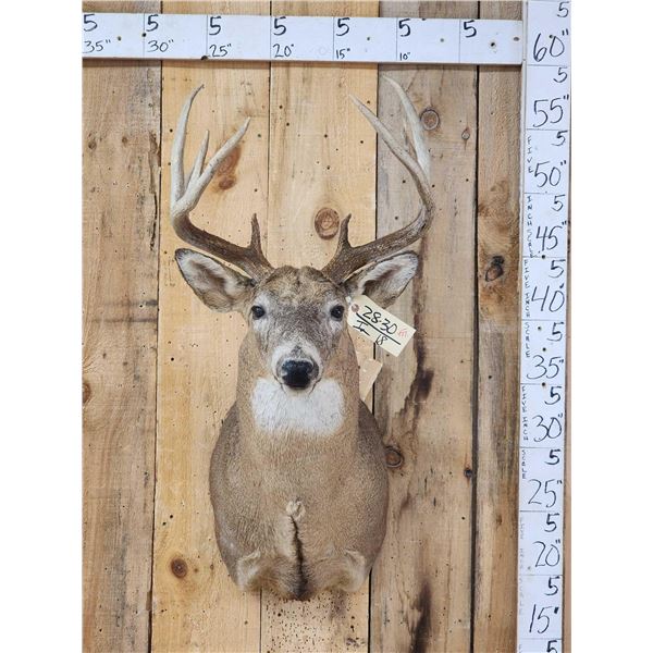 5x5 Whitetail Shoulder Mount Taxidermy