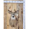 Image 1 : 5x5 Whitetail Shoulder Mount Taxidermy