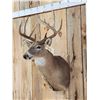 Image 2 : 5x5 Whitetail Shoulder Mount Taxidermy