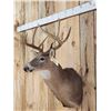 Image 3 : 5x5 Whitetail Shoulder Mount Taxidermy