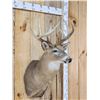 Image 4 : 5x5 Whitetail Shoulder Mount Taxidermy