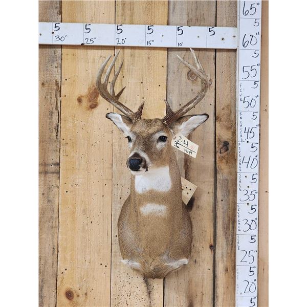 6x5 Whitetail Shoulder Mount Taxidermy