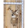 Image 1 : 6x5 Whitetail Shoulder Mount Taxidermy