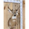 Image 2 : 6x5 Whitetail Shoulder Mount Taxidermy