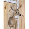 Image 3 : 6x5 Whitetail Shoulder Mount Taxidermy