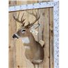 Image 4 : 6x5 Whitetail Shoulder Mount Taxidermy