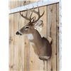 Image 5 : 6x5 Whitetail Shoulder Mount Taxidermy