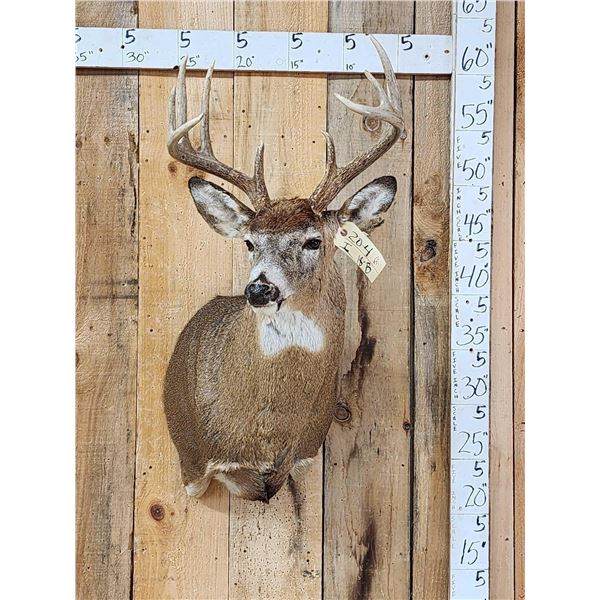 5x5 Whitetail Shoulder Mount Taxidermy