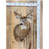 Image 1 : 5x5 Whitetail Shoulder Mount Taxidermy