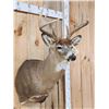 Image 2 : 5x5 Whitetail Shoulder Mount Taxidermy