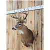 Image 3 : 5x5 Whitetail Shoulder Mount Taxidermy
