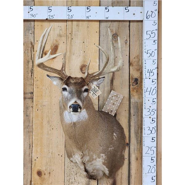 4x5 Whitetail Shoulder Mount Taxidermy