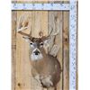 Image 1 : 4x5 Whitetail Shoulder Mount Taxidermy