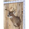 Image 2 : 4x5 Whitetail Shoulder Mount Taxidermy